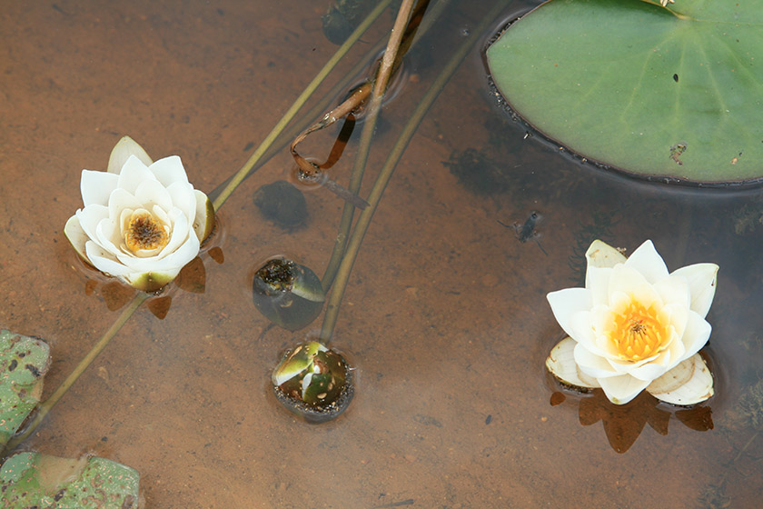 Лилии в Бессоновском пруду