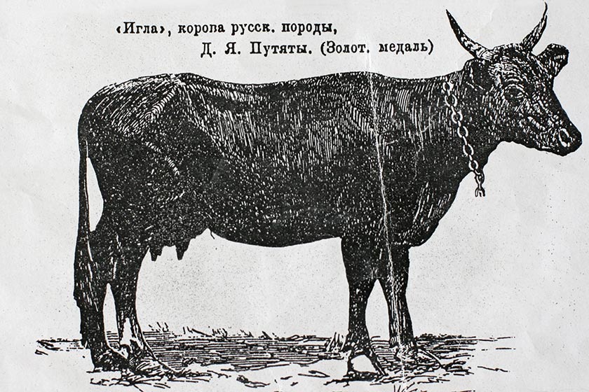 Корова Игла